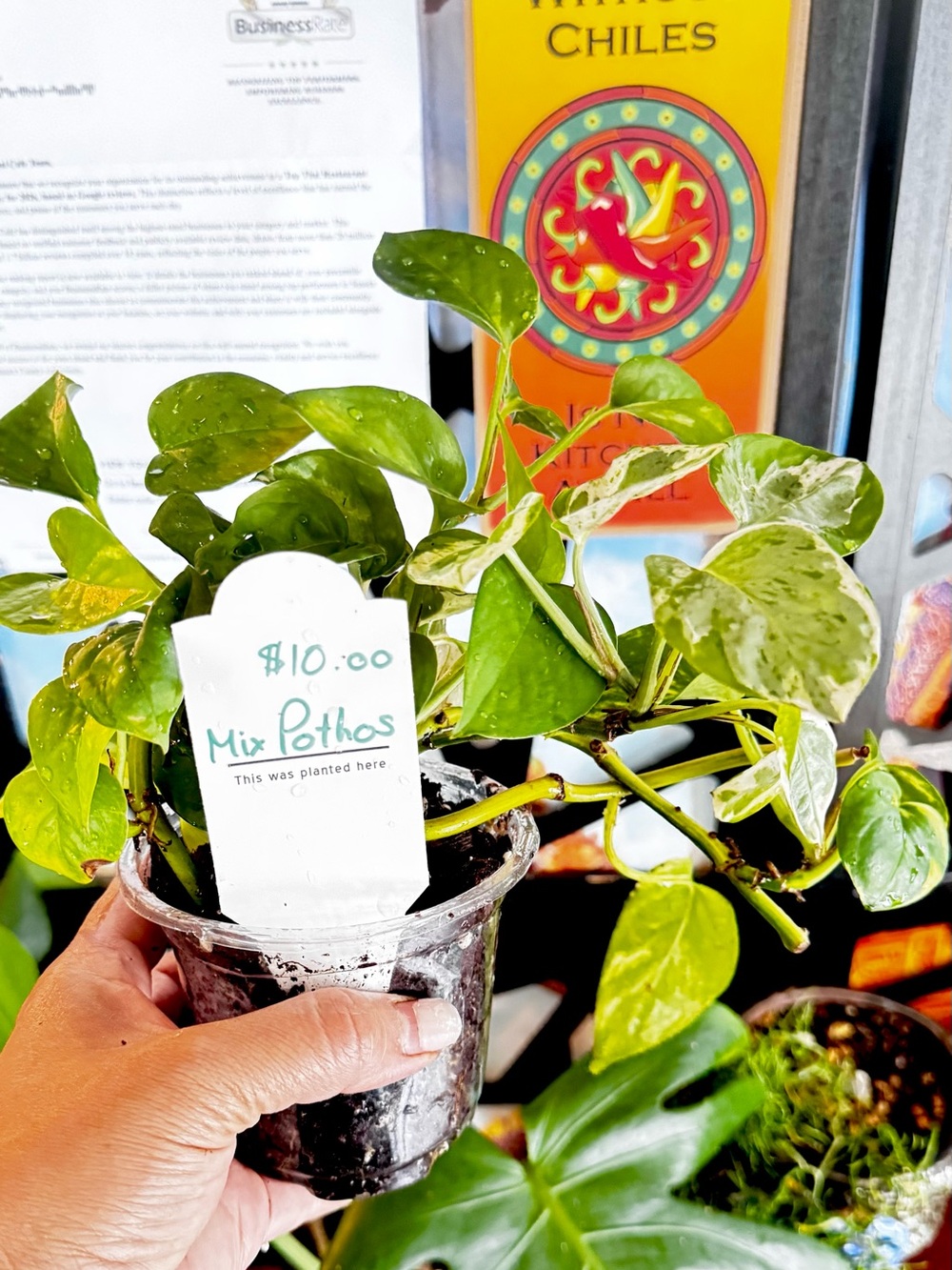 Mix Pothos Live Plant - Green